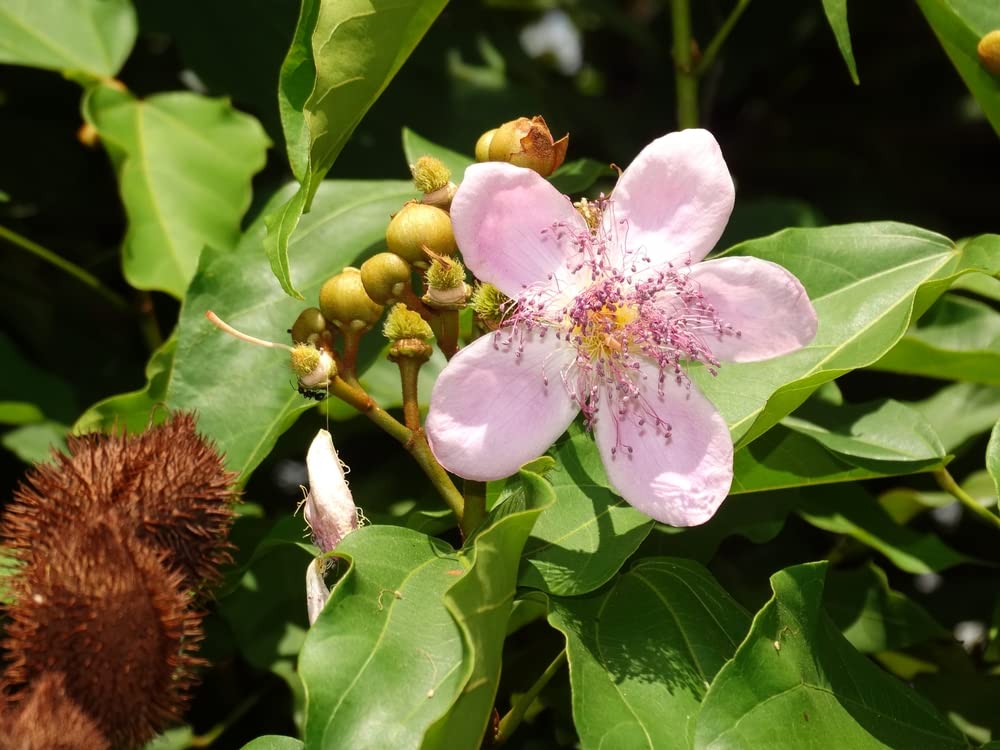 Lipstick Tree Seeds for Planting - 20 Seeds - Bixa orellana
