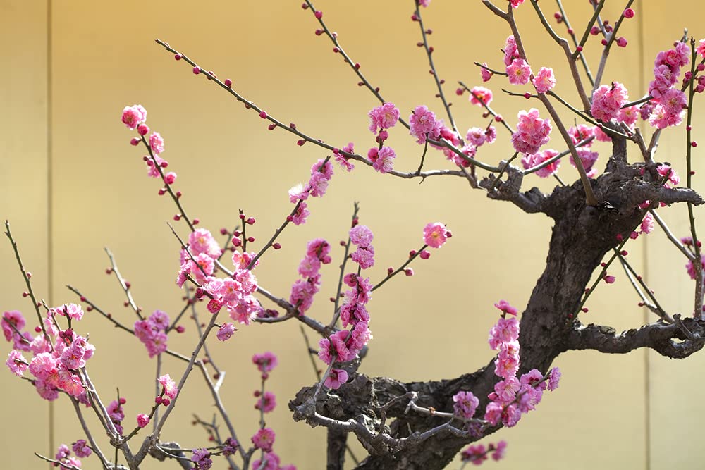 Flowering Plum Bonsai Tree Seeds | 10 Seeds of Prunus triloba | Flowering Tree Prized for Bonsai