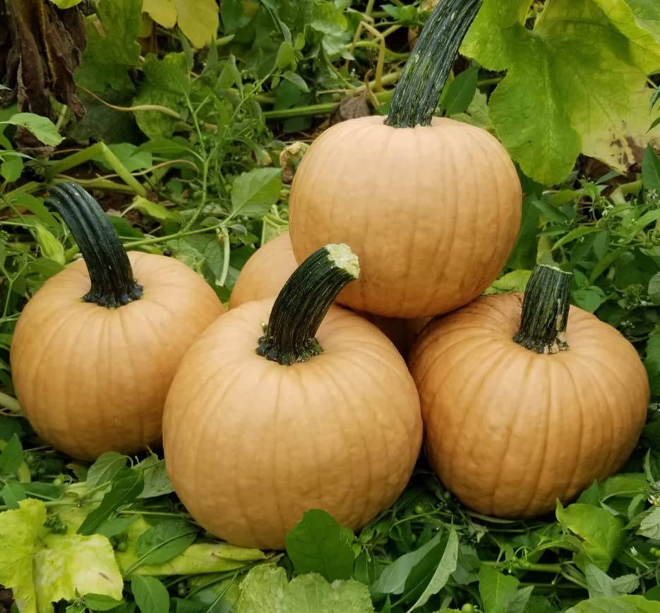 Hot Chocolate Pumpkin Seeds for Planting (10 Seeds)