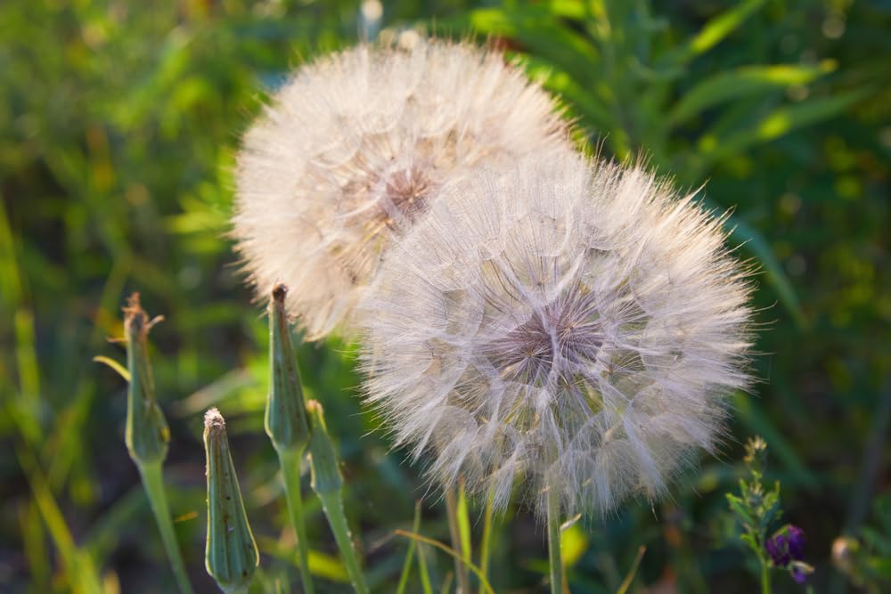 Salsify Seeds (100 Seeds) - Non-GMO Root Vegetable - White Salsify, Goatsbeard, Vegetable Oyster