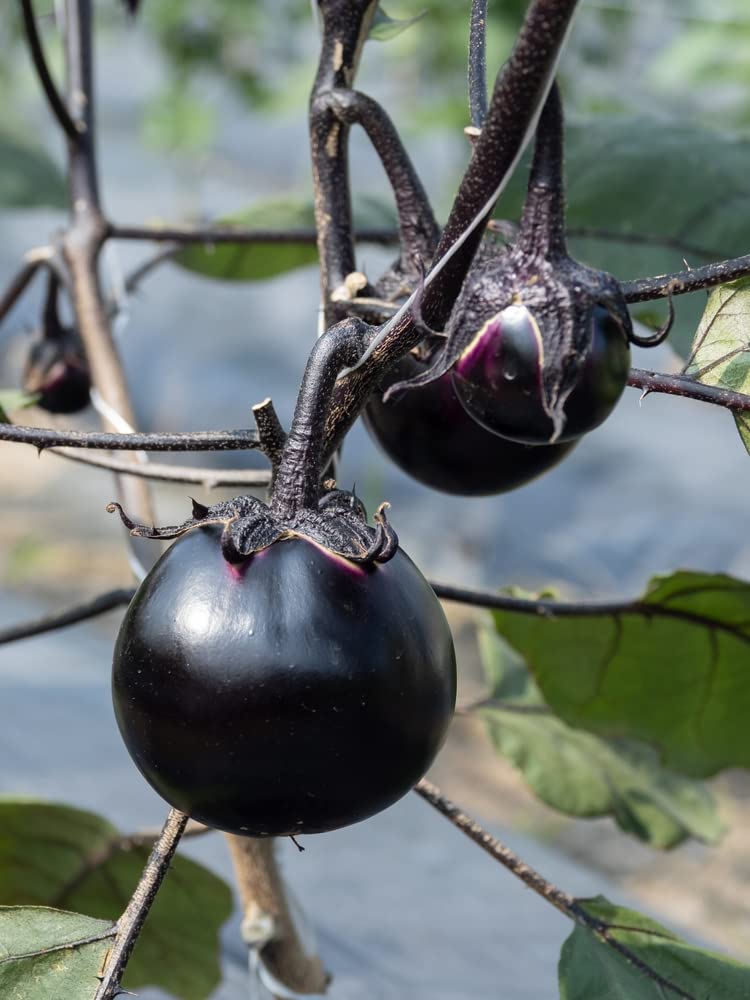 50 Kamo Eggplant Seeds for Planting - Round Black Eggplant is Ornamental and Healthy