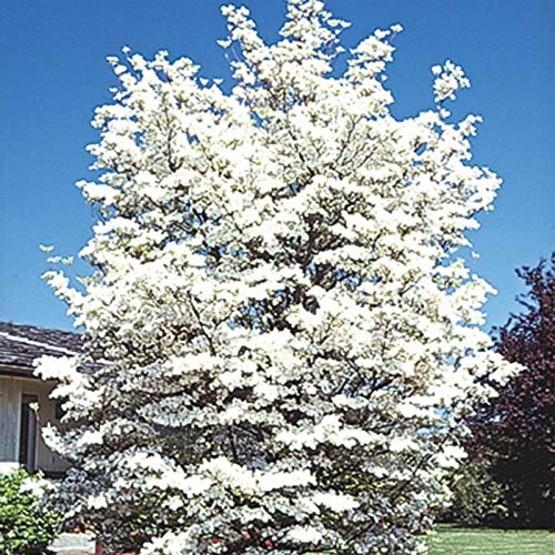 4 White Flowering Dogwood Cuttings to Plant - No Roots, Easy to Grow