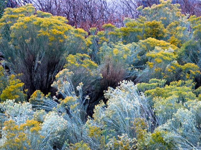 100 Rubber Rabbitbrush Seeds for Planting - Hardy Perennial