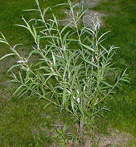 100 Fast Growing Willow Trees - Hybrid Willow Cuttings to Grow for Privacy or Shade - Guaranteed to Grow