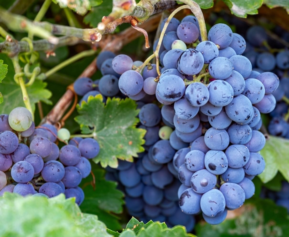 Live Plant - Concord Grape Vine Seedlings for Planting