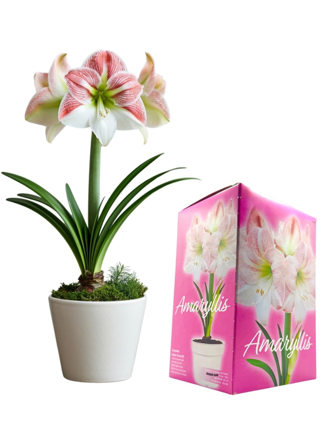 Amaryllis Grow Kit - Pre Potted Amaryllis Bulb in Gift Box - Ready to Grow - Great for Christmas