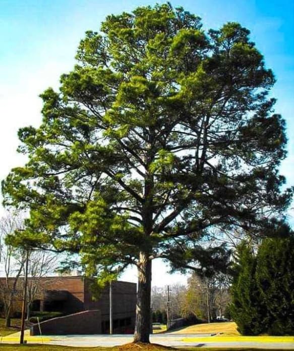 Loblolly Pine Tree Seedlings for Planting - Attractive Evergreen Trees