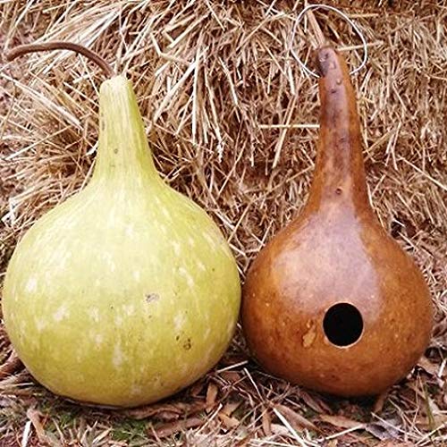 Bottle Gourd Seeds - 10+ Seeds - Used as Canteen in Antiquity. Exotic and Rare