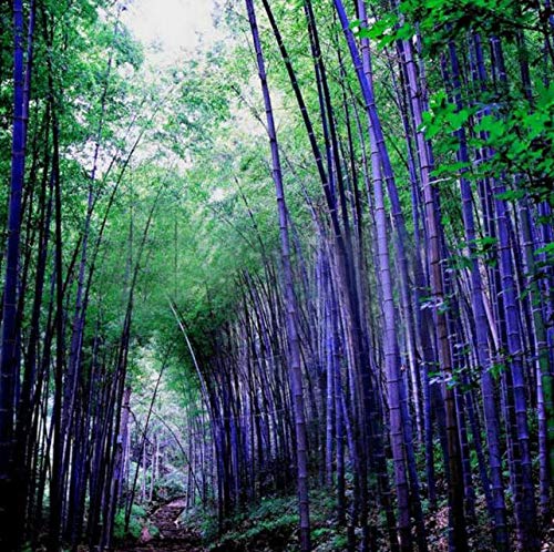 Rare Purple Bamboo Seeds, Lucky Bamboo, 50pcs/Pack