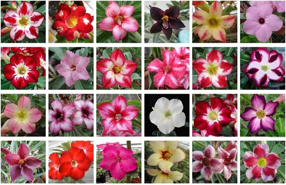 Mixed Color Single-Layered Flower Adenium Obesum Seeds Desert Rose Seeds 10 Seeds
