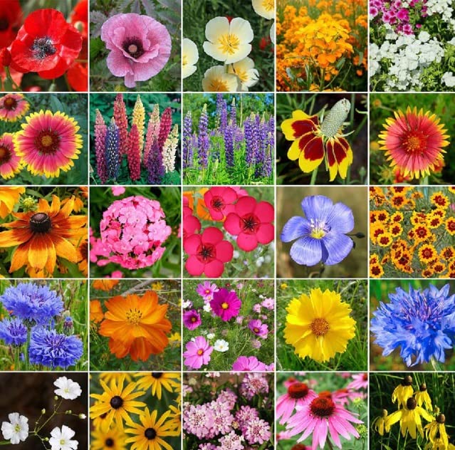 Midwest Wild Flower Seeds (1 Oz) - Open-Pollinated Bulk Wild Flower Seed Mix for Beautiful Perennial, Annual Garden Flowers - No Fillers - Covers 10 sq ft.