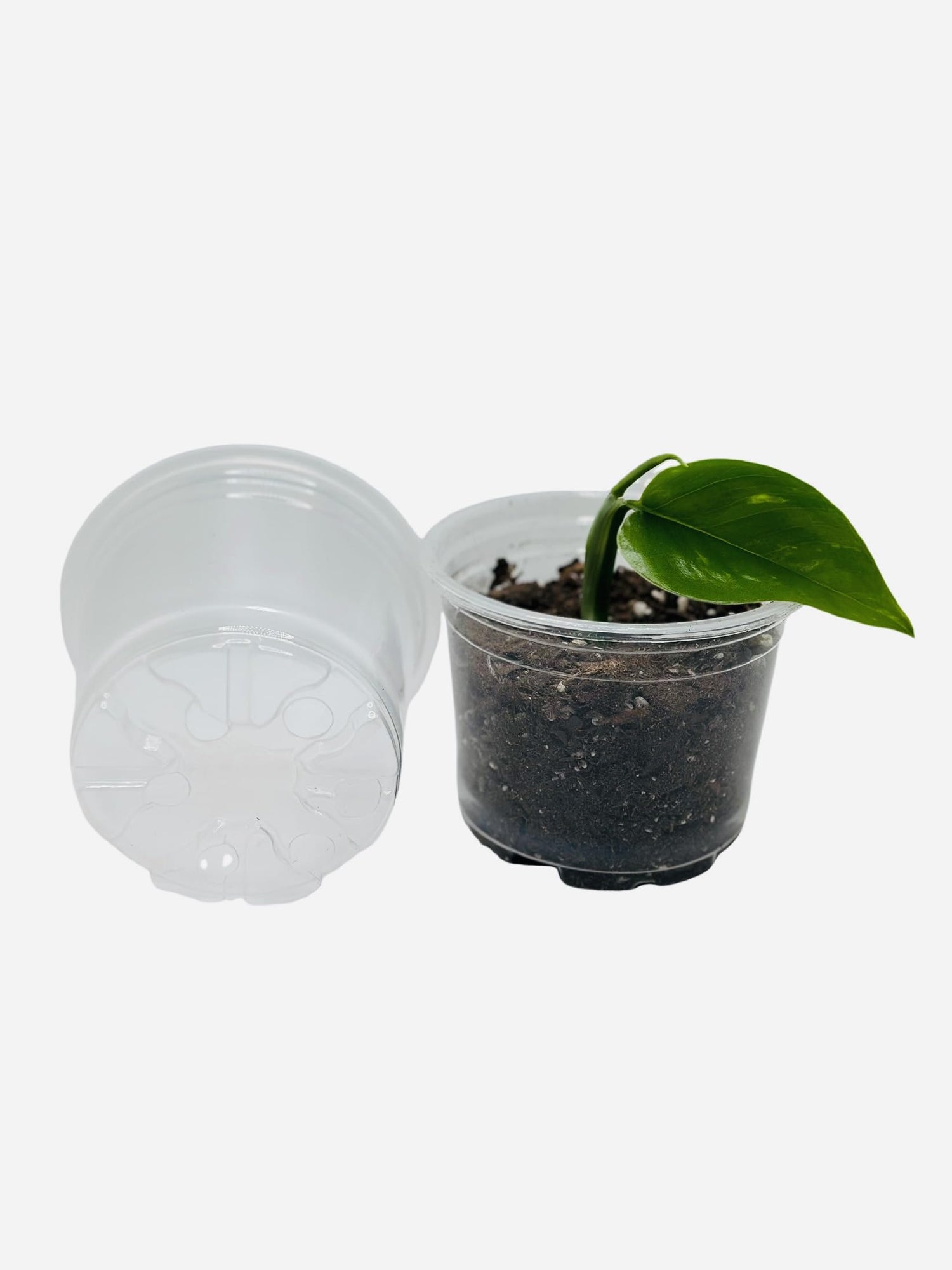 3.5 Inch Clear Starter Pots with Drain Holes - Flexible Plastic Nursery Pots for Plants, Reusable Garden Flower Pot, Seed Starter Pots