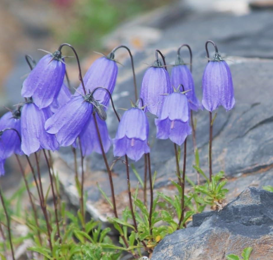50 Peachleaf Bellflower Seeds for Planting - Campanula persicifolia