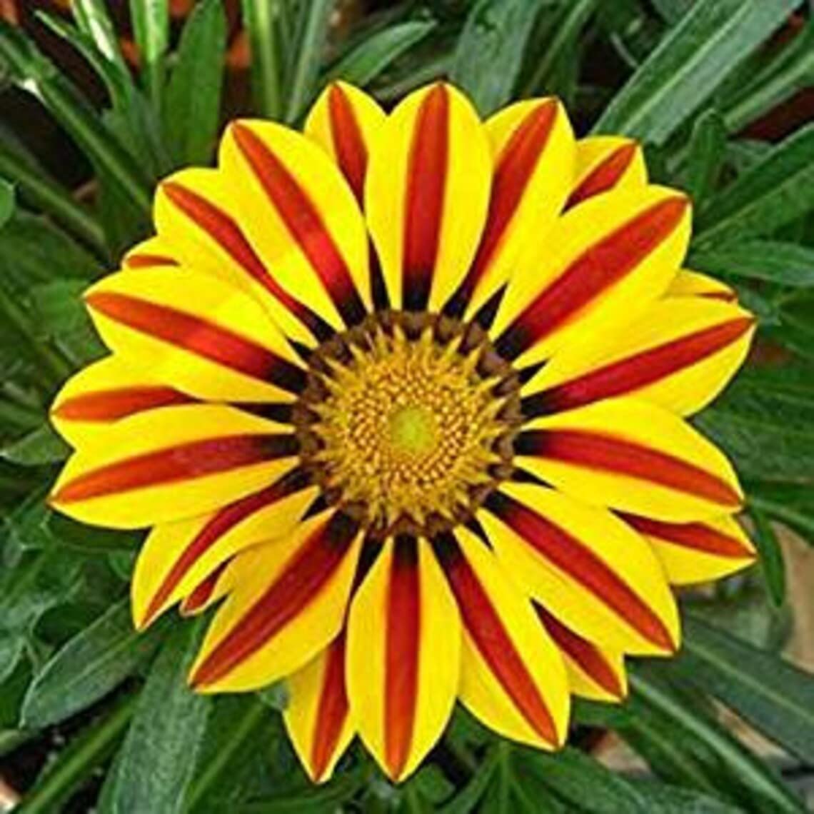 Red and Yellow Gazania Flower Seeds to Grow - Made in USA, Ships from Iowa - Great with Marigold or Roses. Gazinga Seeds