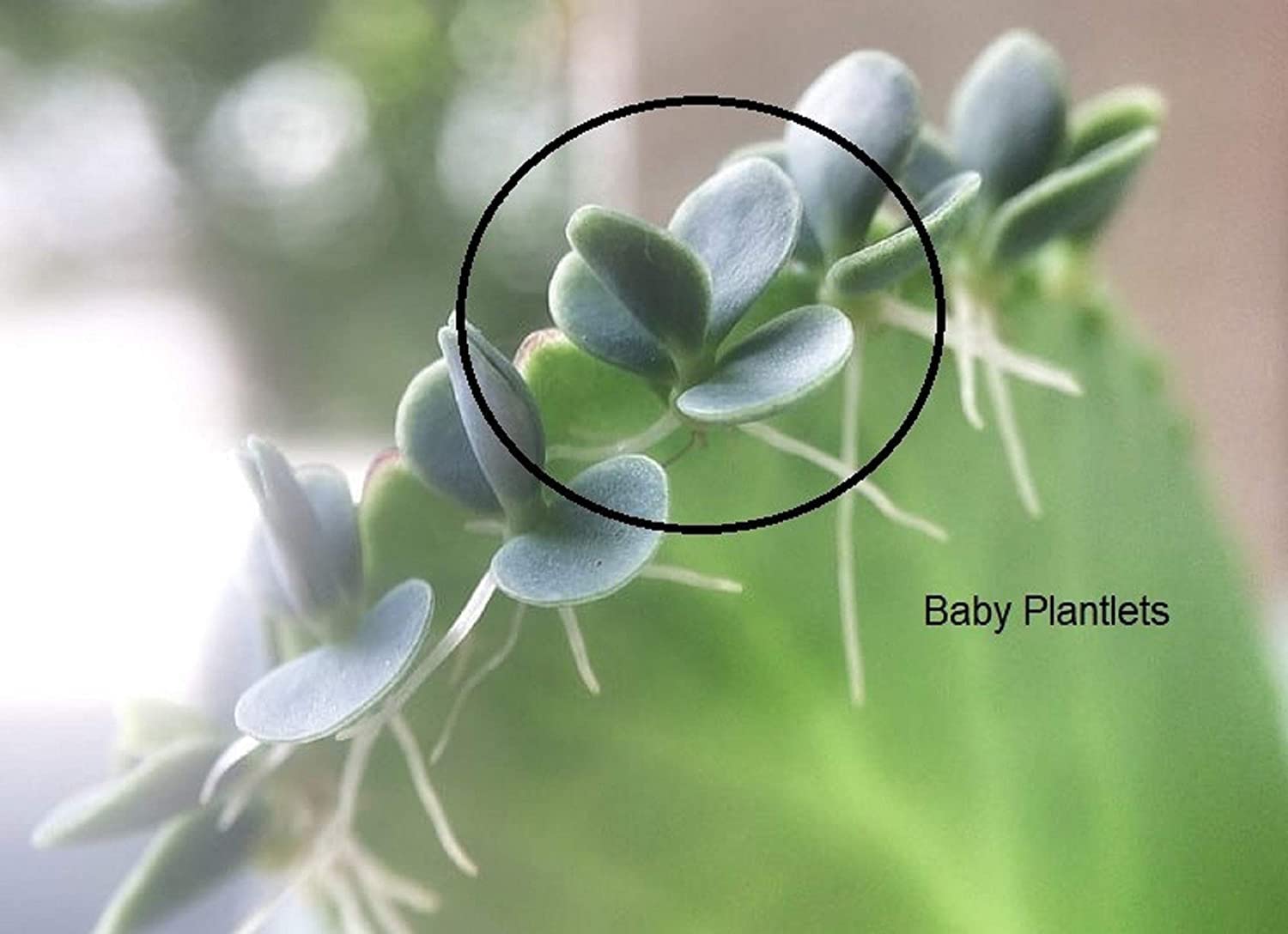 4 Mother of Thousands Live Plants - Kalanchoe daigremontiana - Mexican Hat Plant Succulent Live Plants - Great Indoor Succulent, Easy to Grow