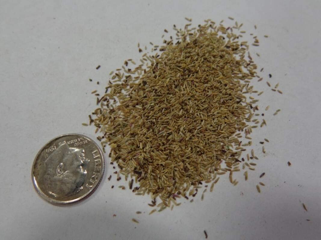 Calico Aster Seeds for Planting - 100 Seeds - Easy to Grow Perennial Flowers - Symphyotrichum lateriflorum