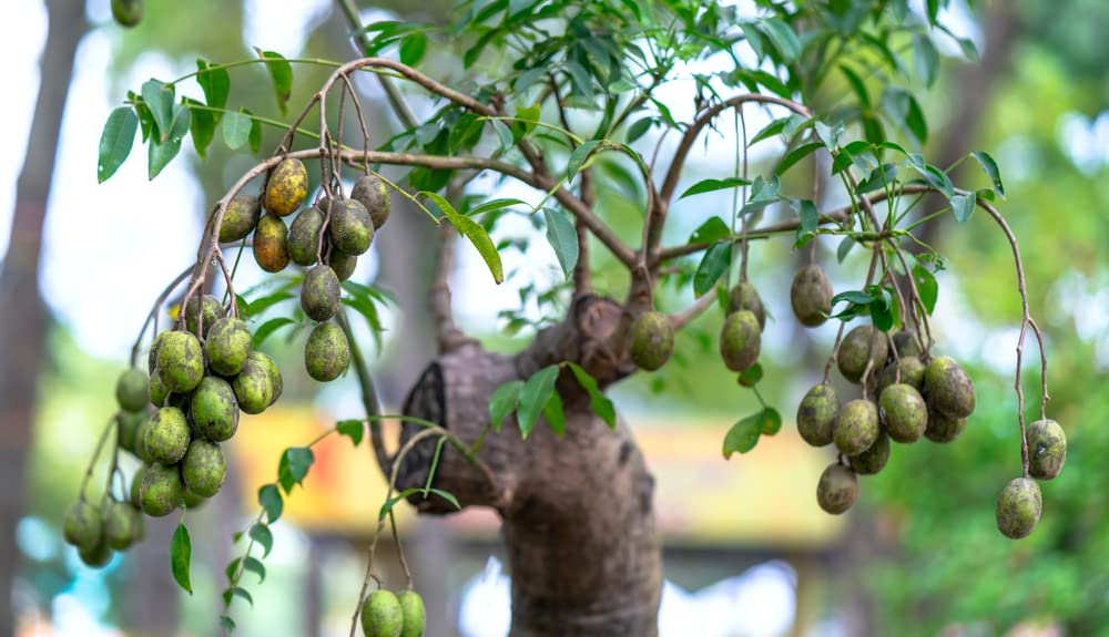 Sweet Plum Bonsai Tree Seeds | 10 Seeds to Grow as Bonsai | Prunus americana - Ships from Iowa, USA