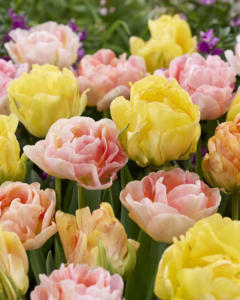 A New Day Double Mixed Tulip Bulbs for Planting (10 Bulbs) - Easy to Grow, Plant in Fall, Winter or Early Spring