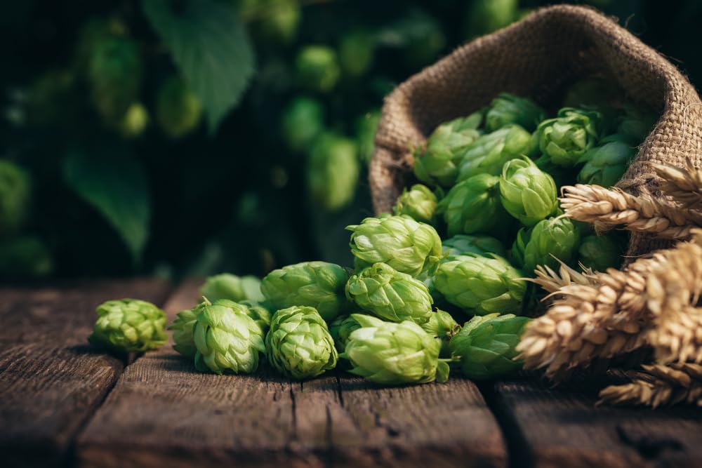 Common Hops Seeds for Planting - 30 Seeds - Beer Hops, Humulus lupulus
