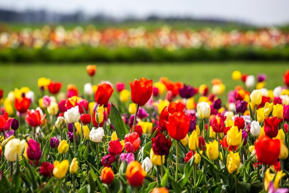 50 Mixed Color Tulip Bulbs for Planting - Perennial Garden or Container Flowers