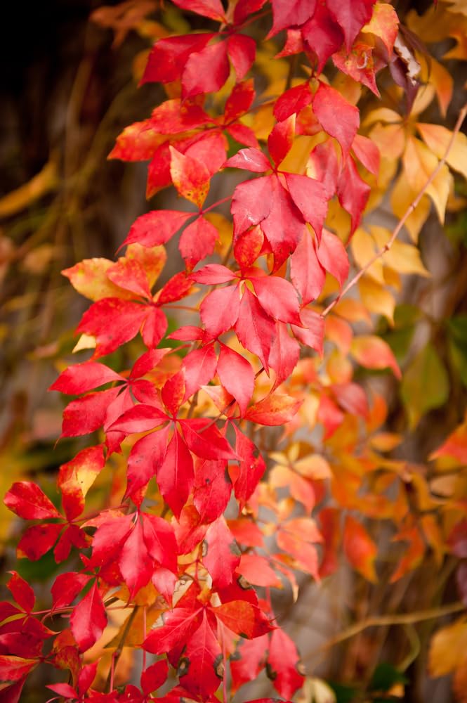 Virginia Creeper 2 Live Vine Bush Seedlings for Planting | No Ship to California | Creeper Virginia Seedlings
