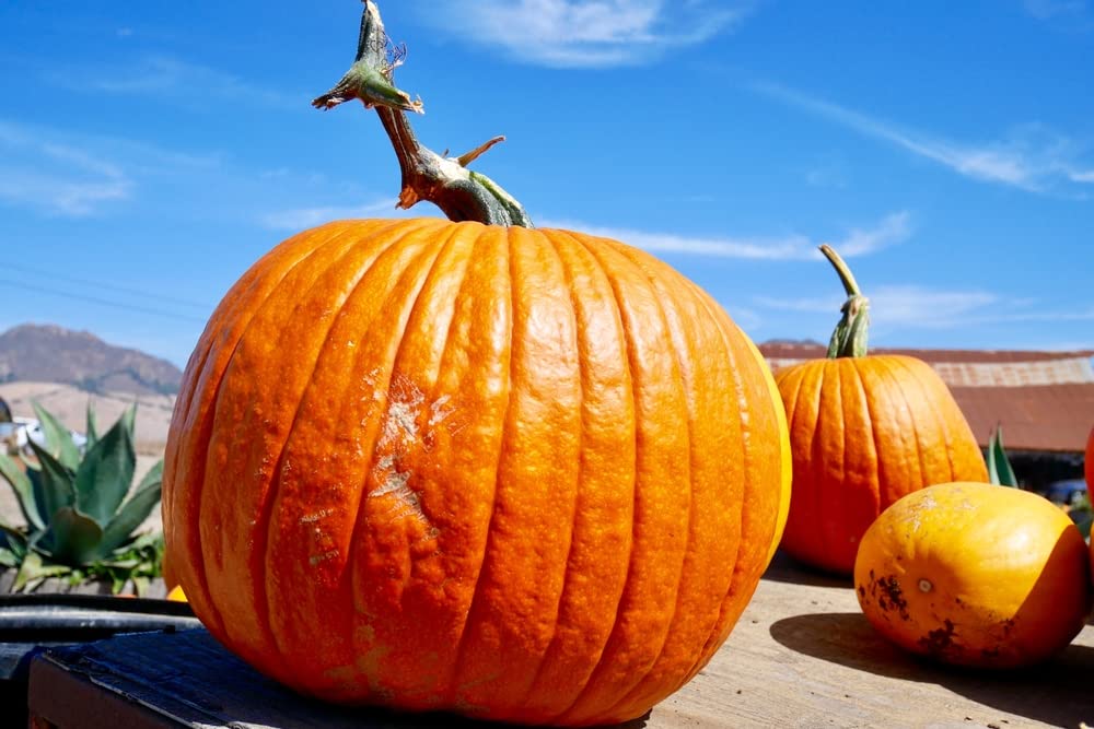 20 Big Max Pumpkin Seeds for Planting - Great for Jack-O-Lantern