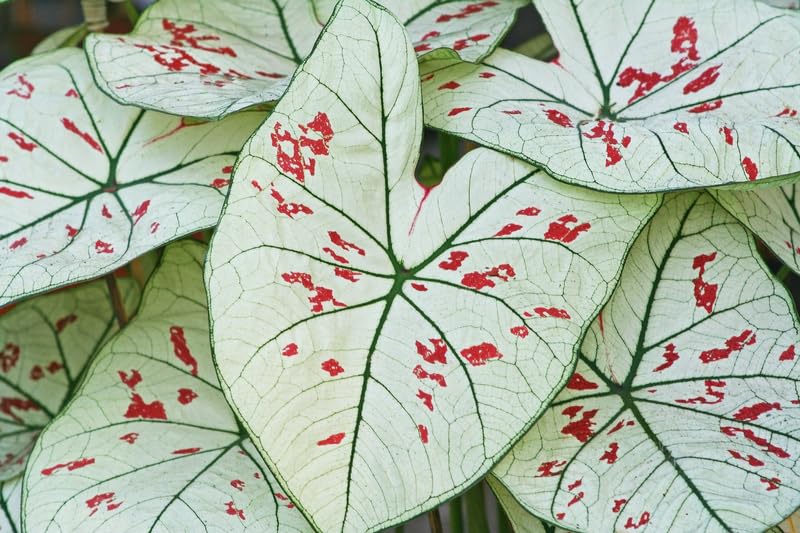 2 Cranberry Star Caladium Roots for Planting - Perennial Hosta, Elephant Ears, Fancy (2 Bulbs)