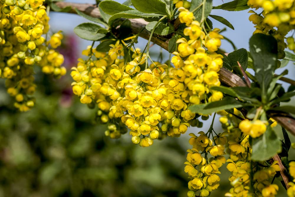 10 Barberry Tree Seeds - Berberis vulgaris