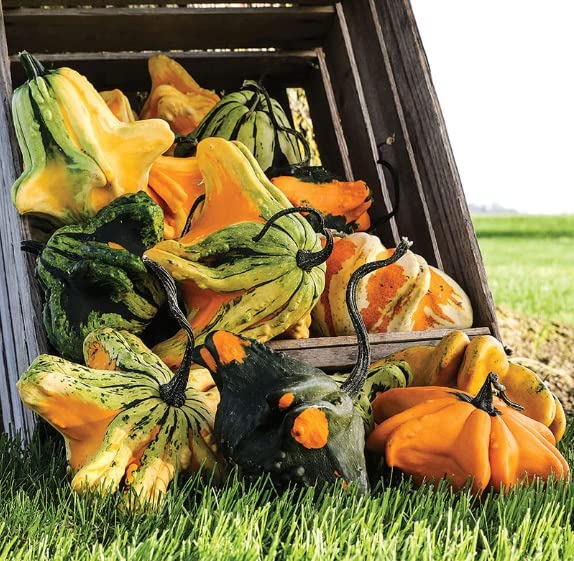 Gremlins Gourd Seeds for Planting | Grow Your Own Fall Décor