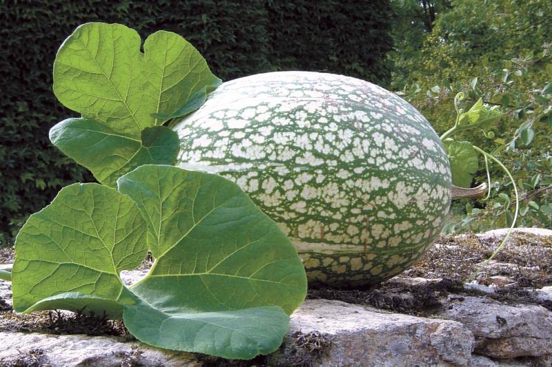10 Shark Fin Melon Seeds for Planting, Fig Leaf Gourd. Very Vibrant Colors. Exotic Garden Squash Seeds