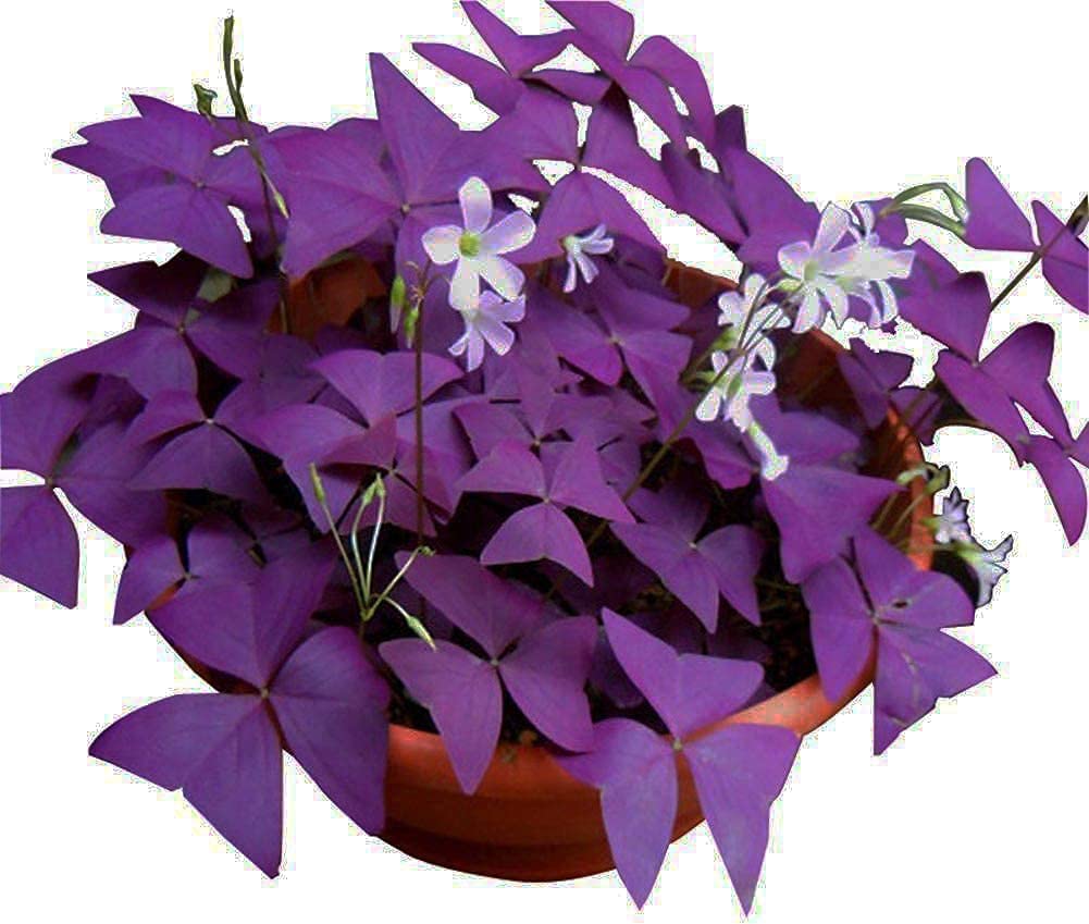 Oxalis Triangularis 10 Bulbs - Purple Shamrocks Lucky Lovely Flowers Bulbs Grows Indoor or Outdoor- Ships from Iowa, Made in USA
