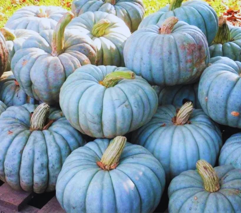 Jarrahdale Blue Pumpkin Seeds | 10 Seeds per Packet | Blue Jarrahdale Pumpkin Seeds