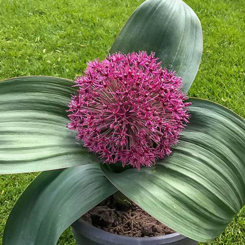 Red Giant Allium karataviense Bulbs for Planting - Giant Reddish Round Blooms and Low Growing