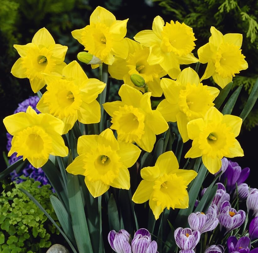 100 Dutchmaster Daffodil Bulbs for Planting, Stunning Perennial Flower, Large Flowering 12/14 cm Bulbs, Grow in Borders, Garden, Landscaping (100 Bulbs)