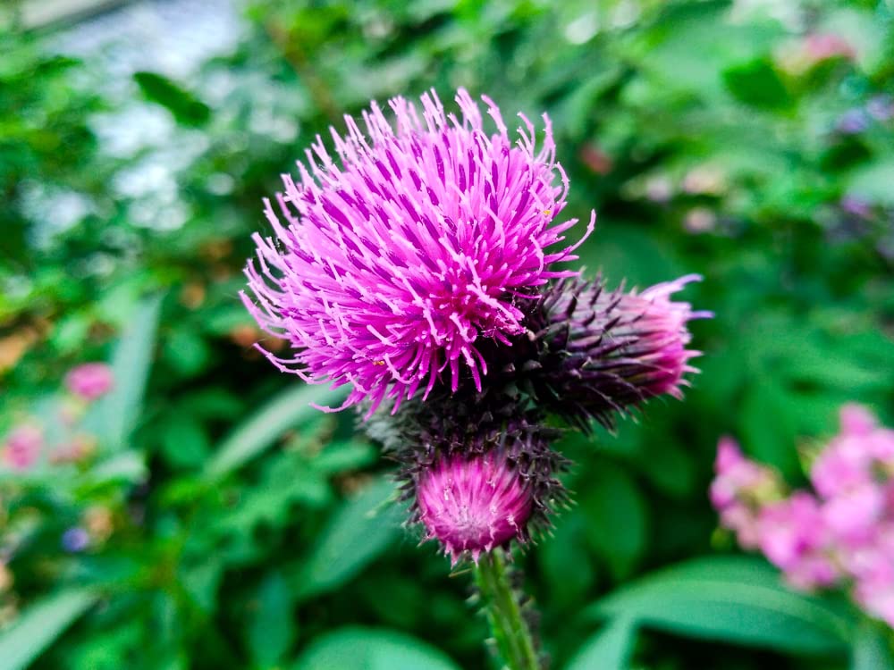 100+ Greater Burdock Root Seeds to Plant - Arctium lappa