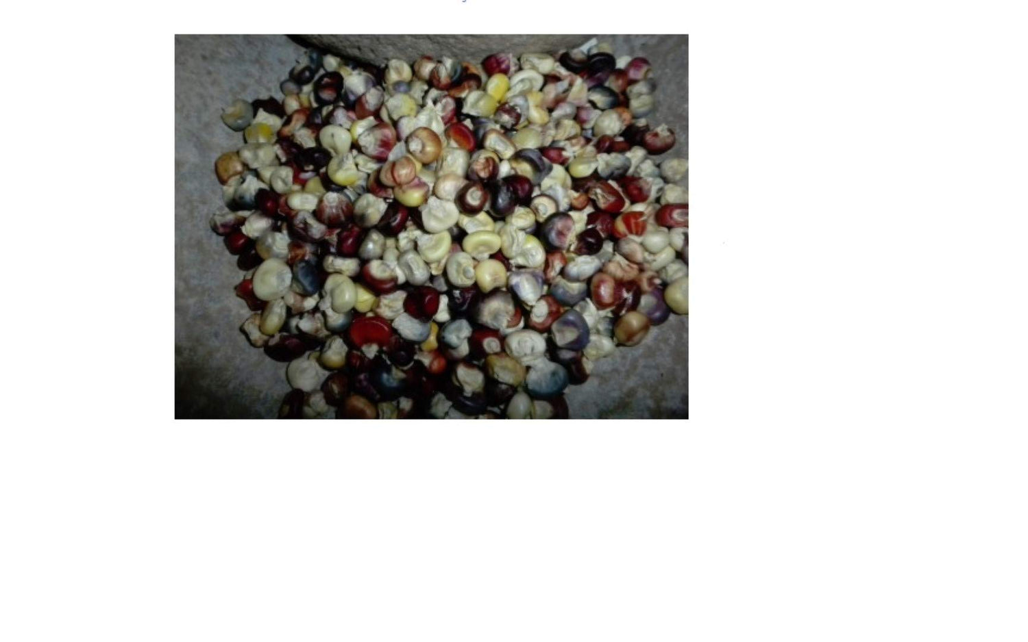 Mini Indian Corn SEEDS - 20 to 30 Seeds ONLY Multi Colors