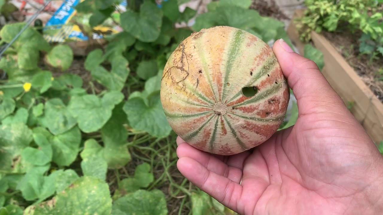 Dichondra 10 Kajari Melon Fruit Seeds