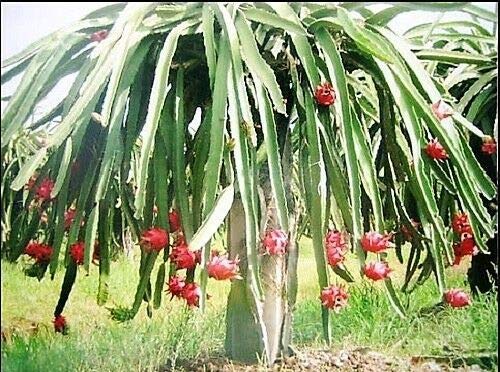 White Dragon Fruit Cactus Pitaya jocad (20 Seeds)