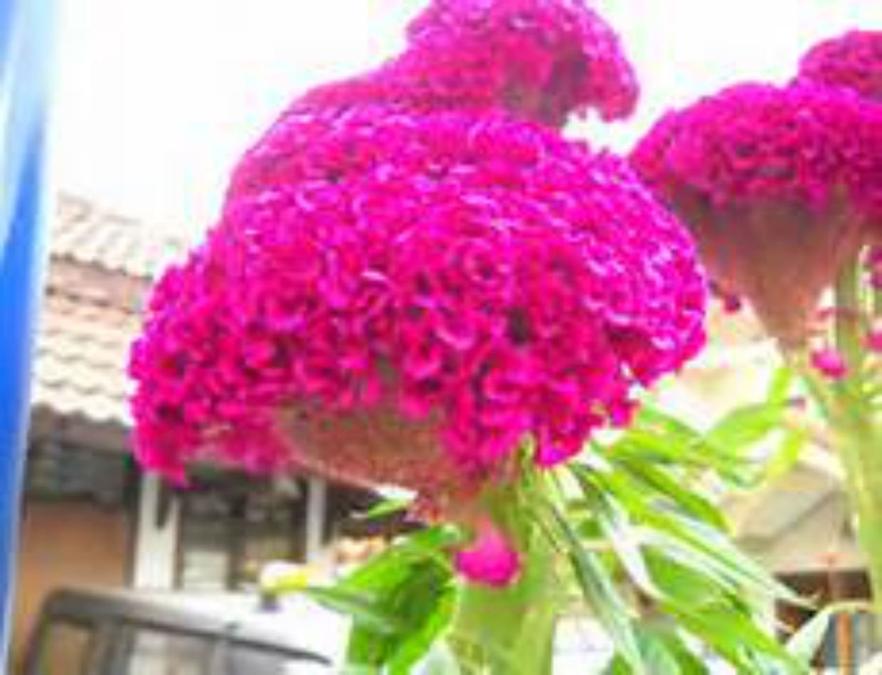 Huge Brain Celosia! Crazy Mixed Colors 100 Seeds ! Comb.s/h! Old Amish Plant!