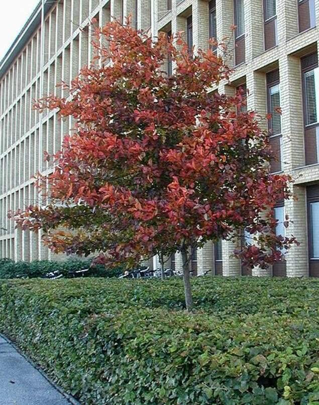 Thornless Hawthorn Tree Seeds for Planting (30 Seeds) - Crataegus Crus-Galli