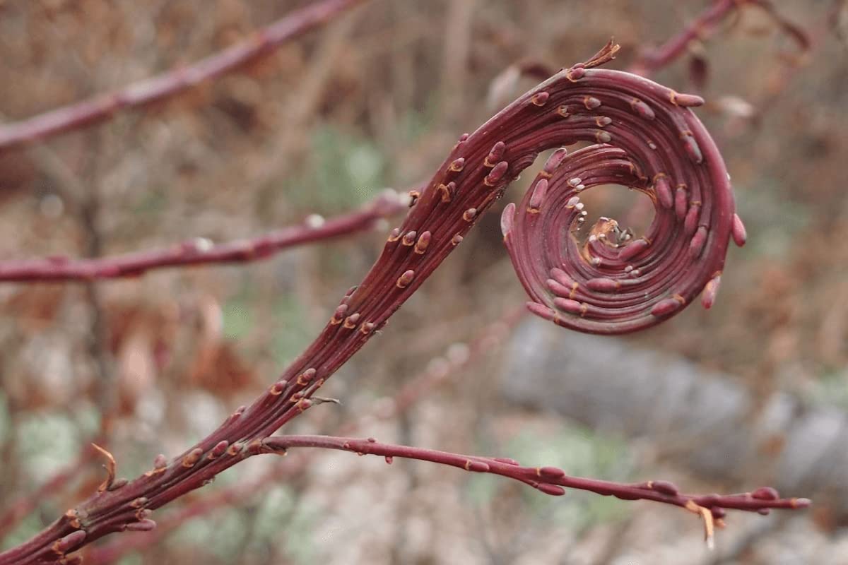 Japanese Fantail Willow Tree Cuttings to Grow - Amazing Curling, Fasciated Stems