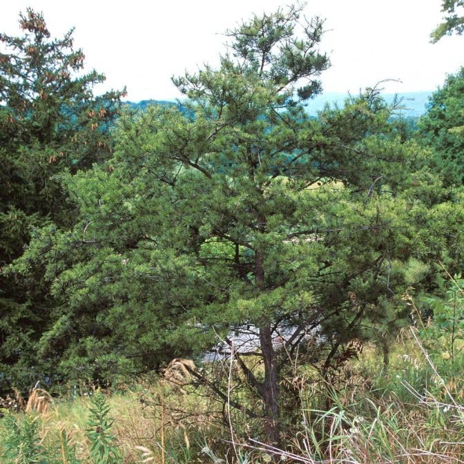 Jack Pine Tree Seedlings for Planting - Evergreen Tree Seedlings - Landscaping or Wind Block Trees - No Ship to California