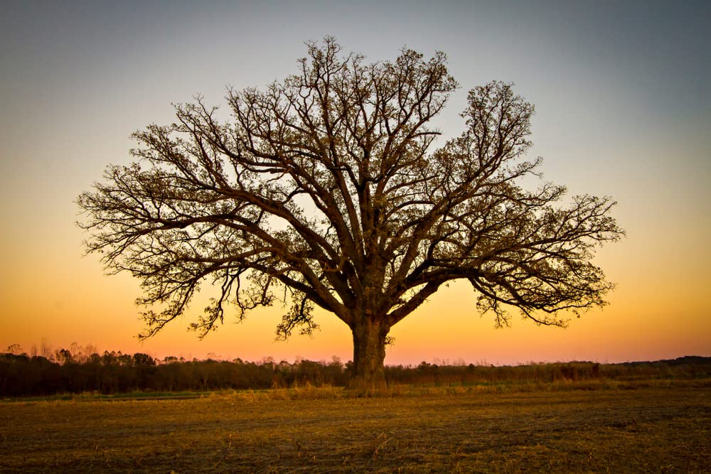Bur Oak Tree Seeds for Planting | 5 Big Healthy Seeds | Bur Oak is Prized for Attractive Look and Fuzzy Acorns