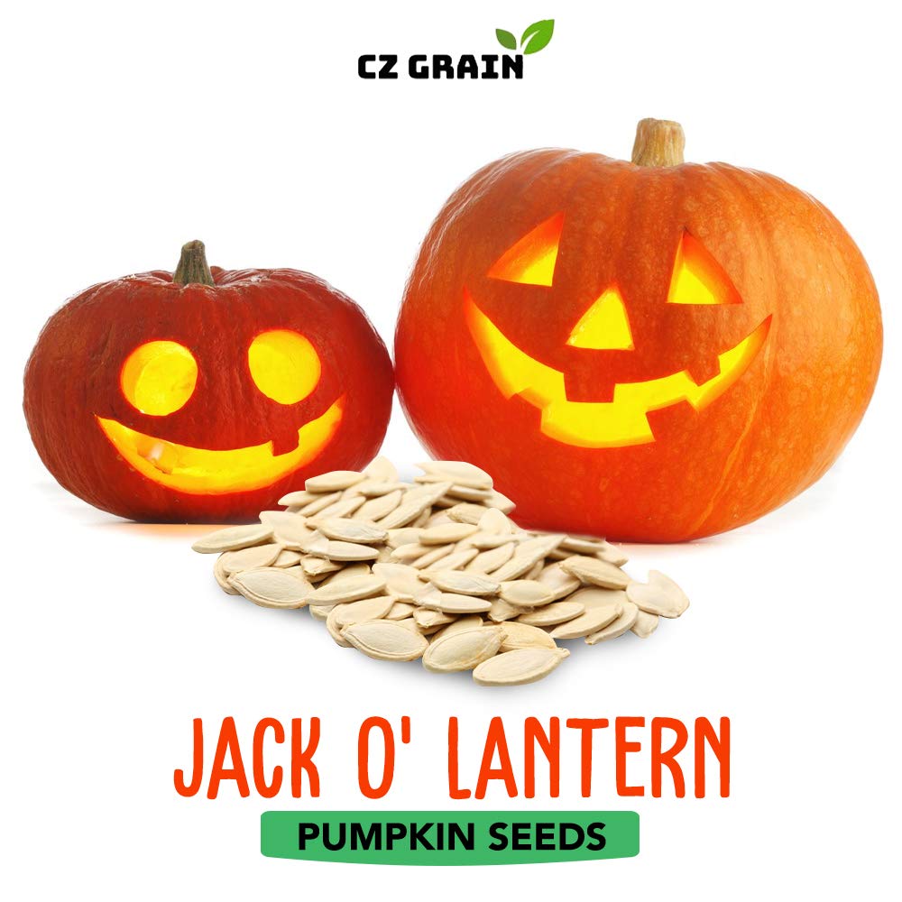 Jack O' Lantern Pumpkin Seeds for Planting | 20+ Seeds | Grow Pumpkins Perfect for Jack O' Lanterns -