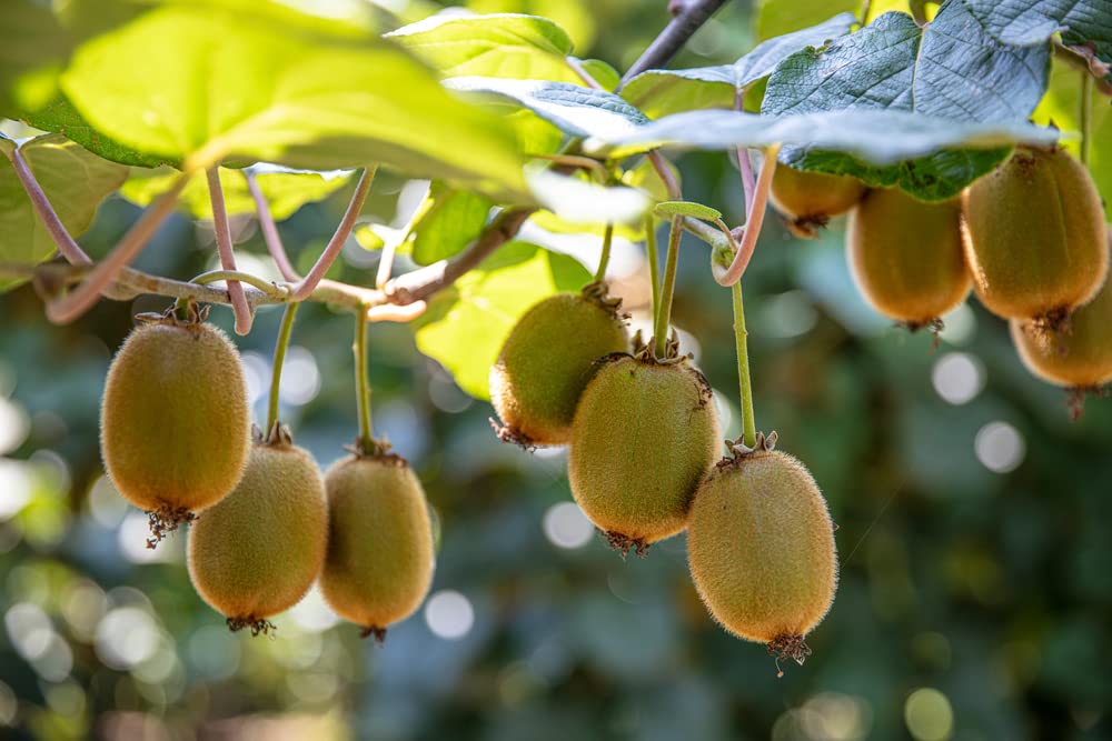 Fruit Seeds for Planting - Garden Fruit Seeds