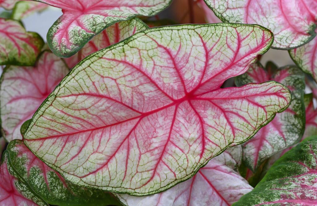 10 White Queen Caladium Bulbs for Planting - Perennial Hosta, Elephant Ears, Fancy (10 Bulbs)