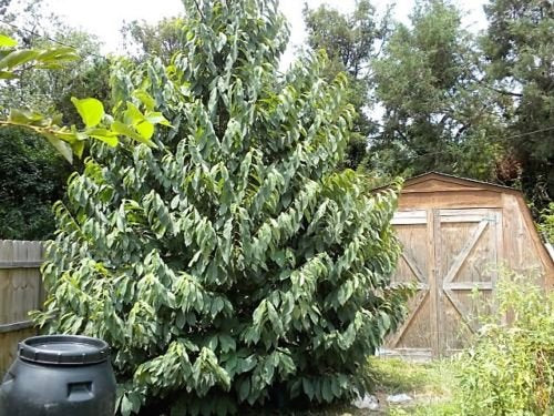 5 PAW PAW FRUIT TREE Indian Banana Asimina Triloba Flower Seeds