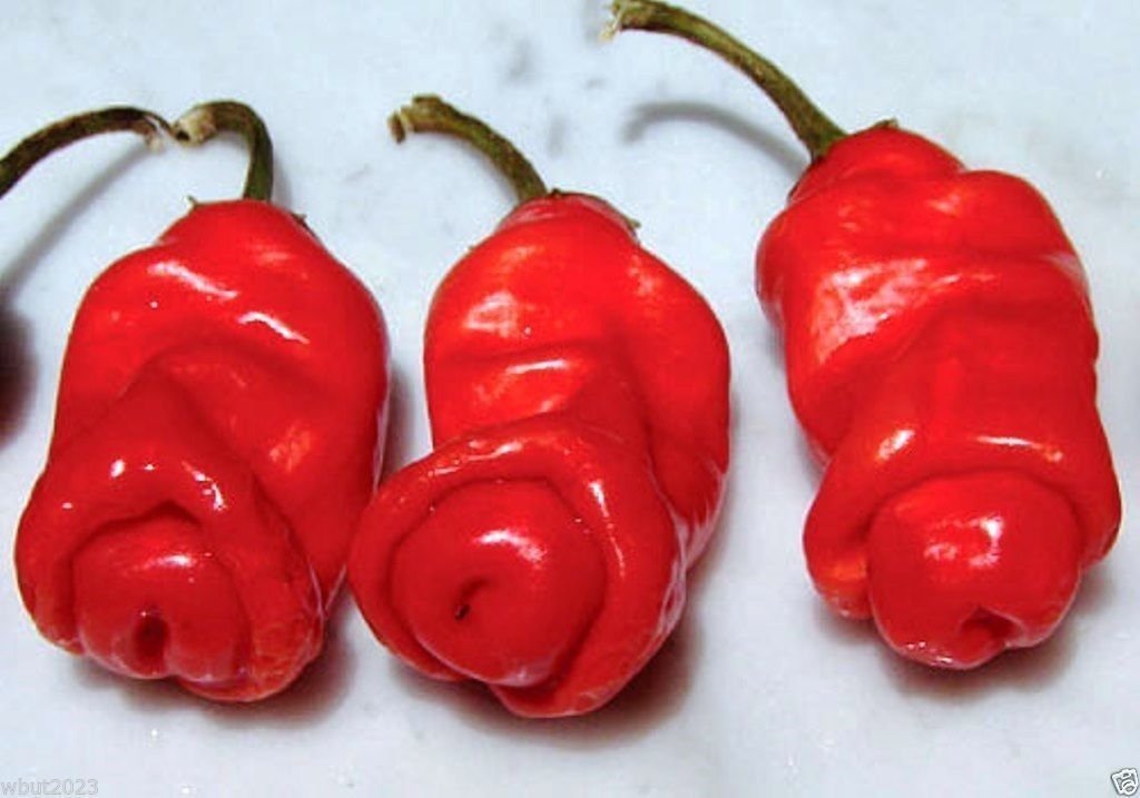 Peter Red chili also known as the Peter Pepper or Penis Pepper, Capsicum annuum.(25 Seeds)