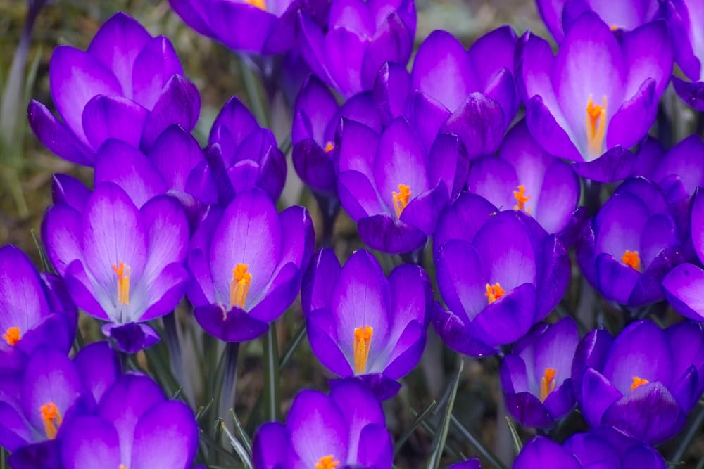 Ruby Giant Crocus Bulbs for Planting - Perennial Garden Flowers (20 Bulbs)