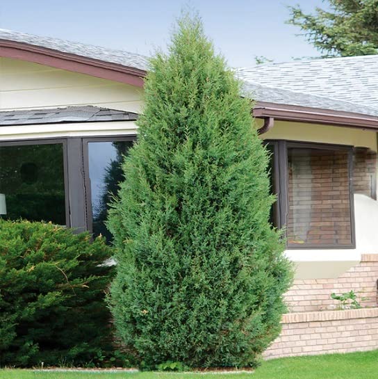 Eastern Red Cedar Tree Seedlings for Planting - Evergreen Tree Seedlings - Landscaping or Wind Block Trees - No Ship to California